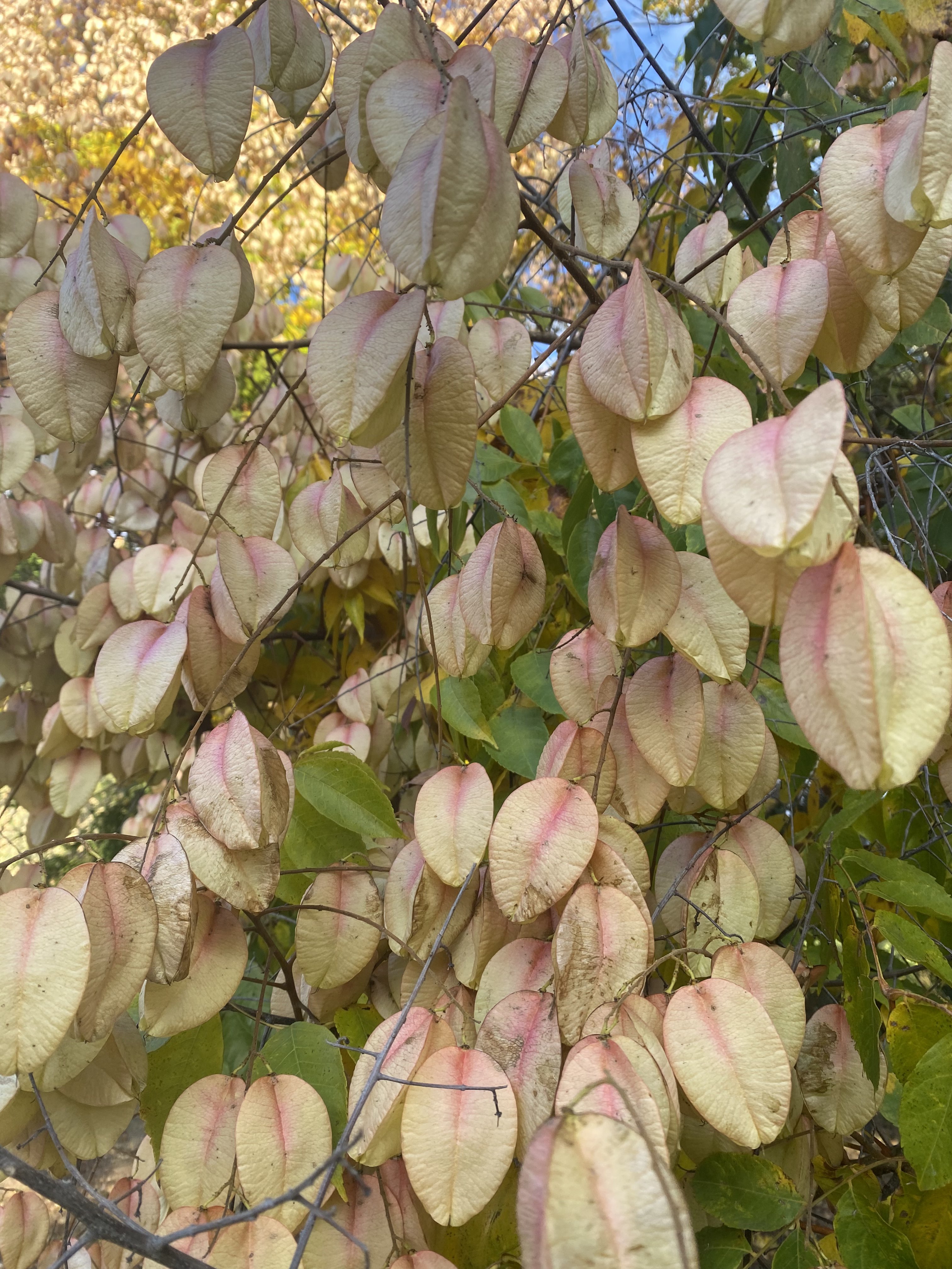 Peach Colored Leaves.jpeg